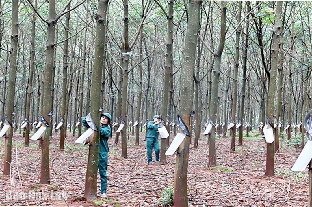 “Vàng trắng” trên vùng đất đỏ